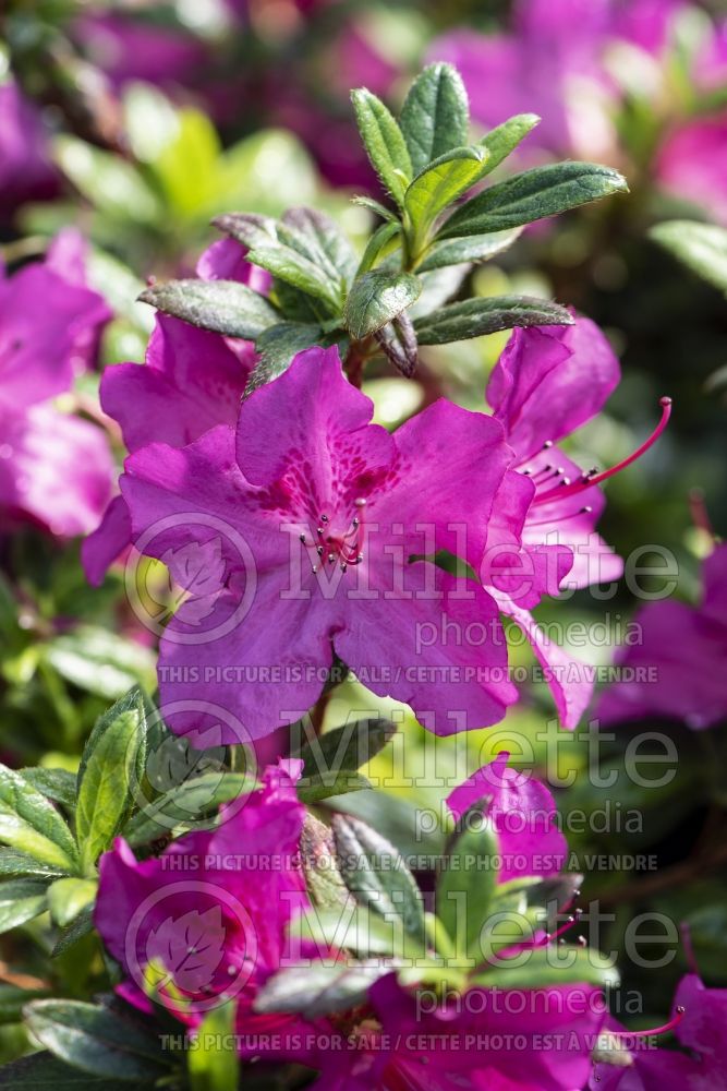 Azalea aka Rhododendron Purple Spectacular (Rhododendron azalea) 1