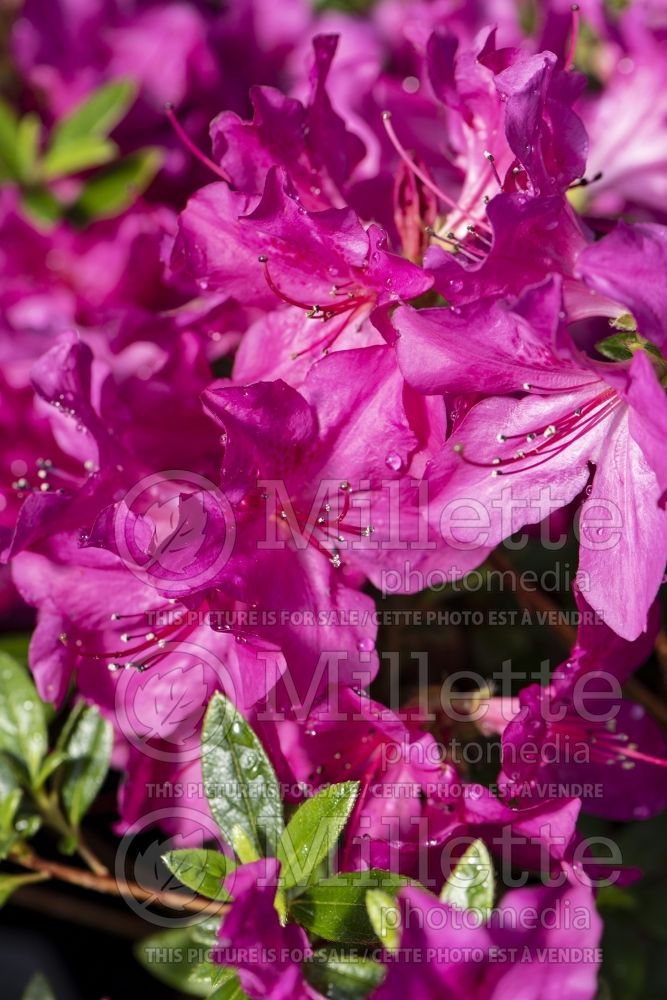 Azalea aka Rhododendron Purple Spectacular (Rhododendron azalea) 2