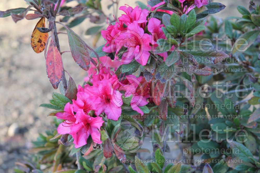 Azalea aka Rhododendron Roblet (Rhododendron) 2