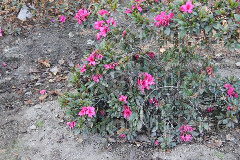 Azalea aka Rhododendron Roblet (Rhododendron) 1