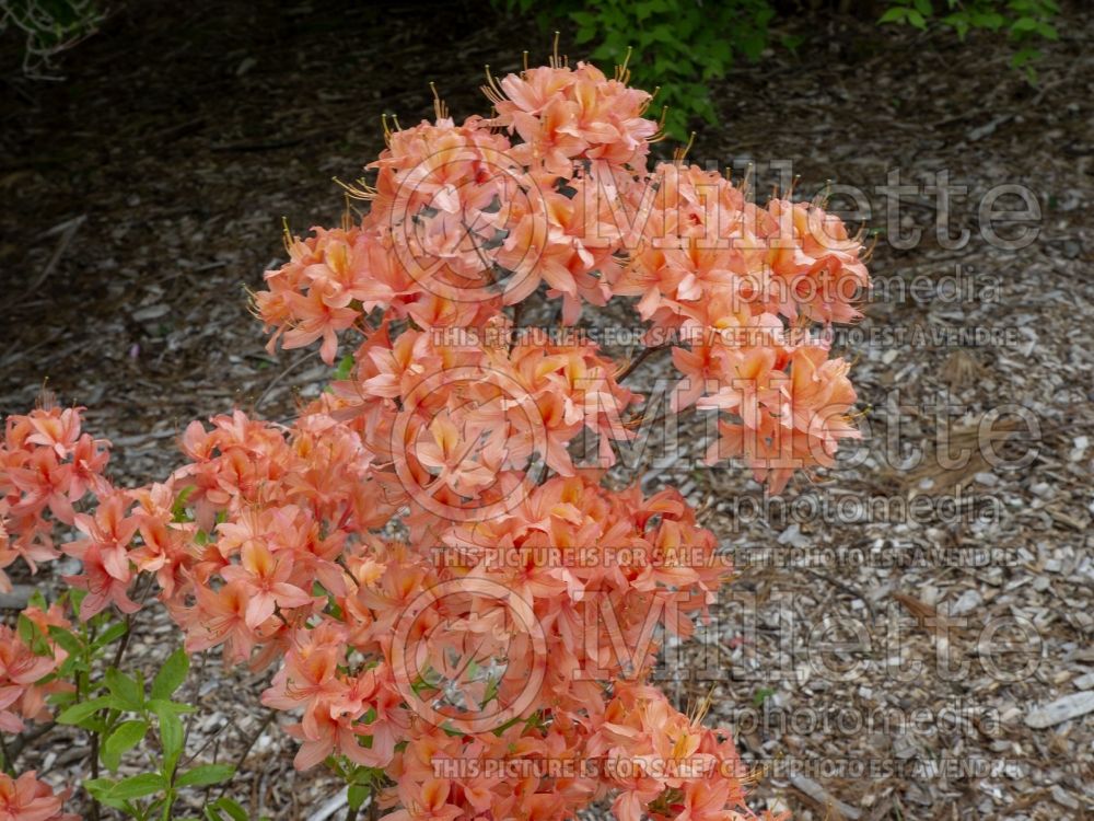 Azalea Spicy Lights (Azalea Rhododendron) 3