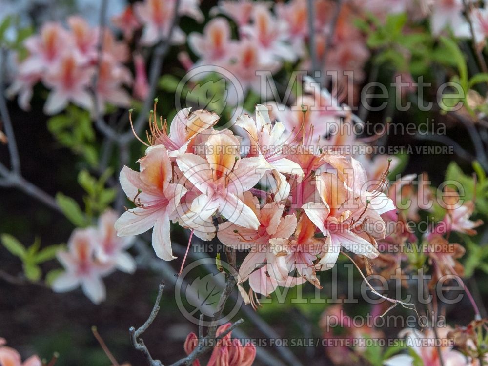 Azalea Spicy Lights (Azalea Rhododendron) 4