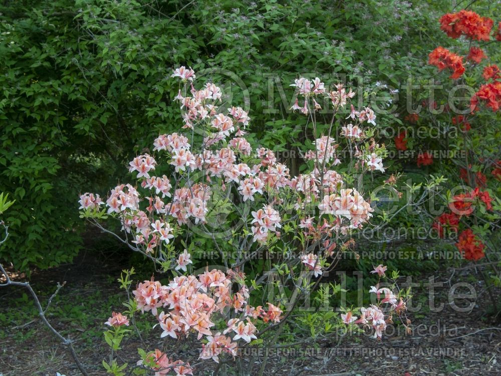 Azalea Spicy Lights (Azalea Rhododendron) 5