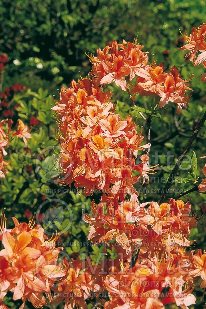 Azalea Spicy Lights (Azalea Rhododendron) 1 