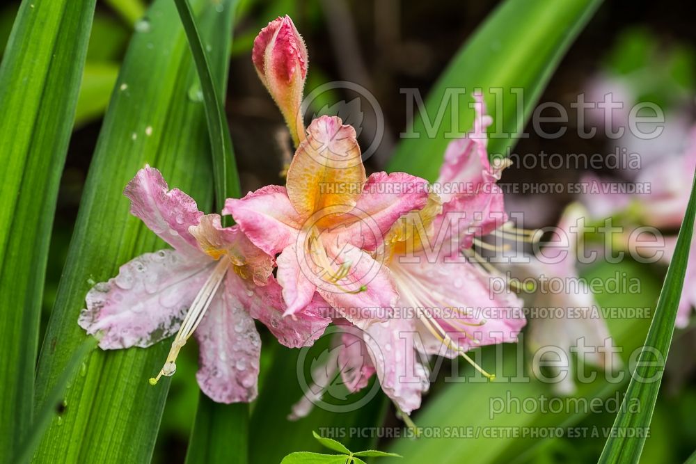 Azalea aka Rhododendron Tri-Lights (Azalea) 2 