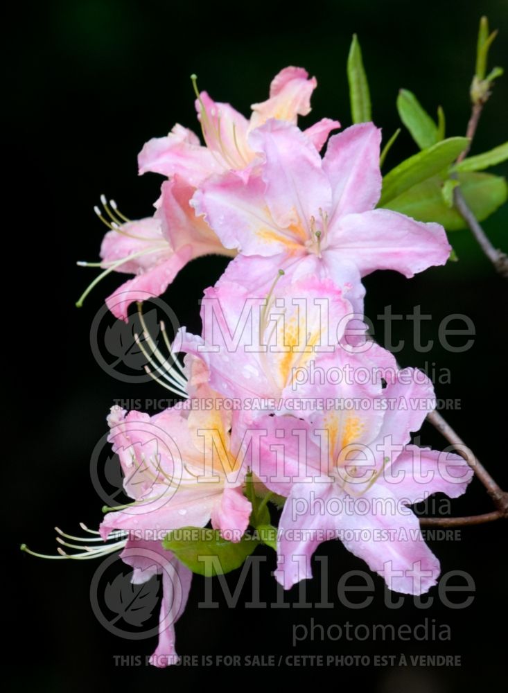 Azalea aka Rhododendron Tri-Lights (Azalea) 4 