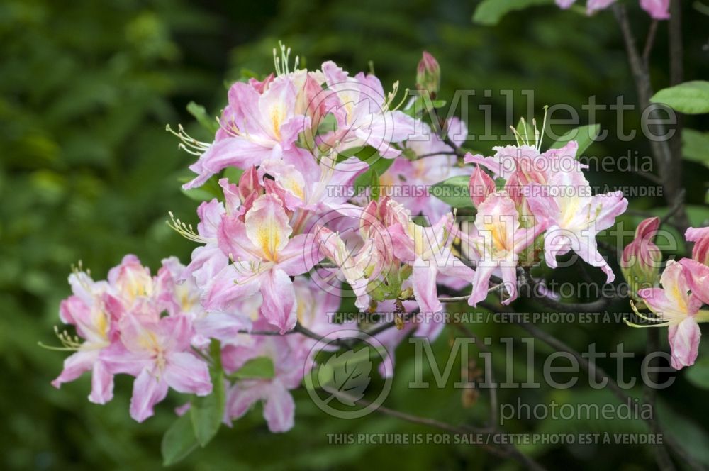 Azalea aka Rhododendron Tri-Lights (Azalea) 3 