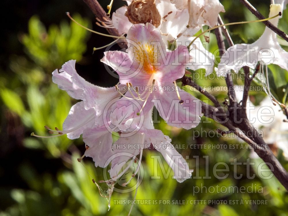 Azalea aka Rhododendron Tri-Lights (Azalea) 5 