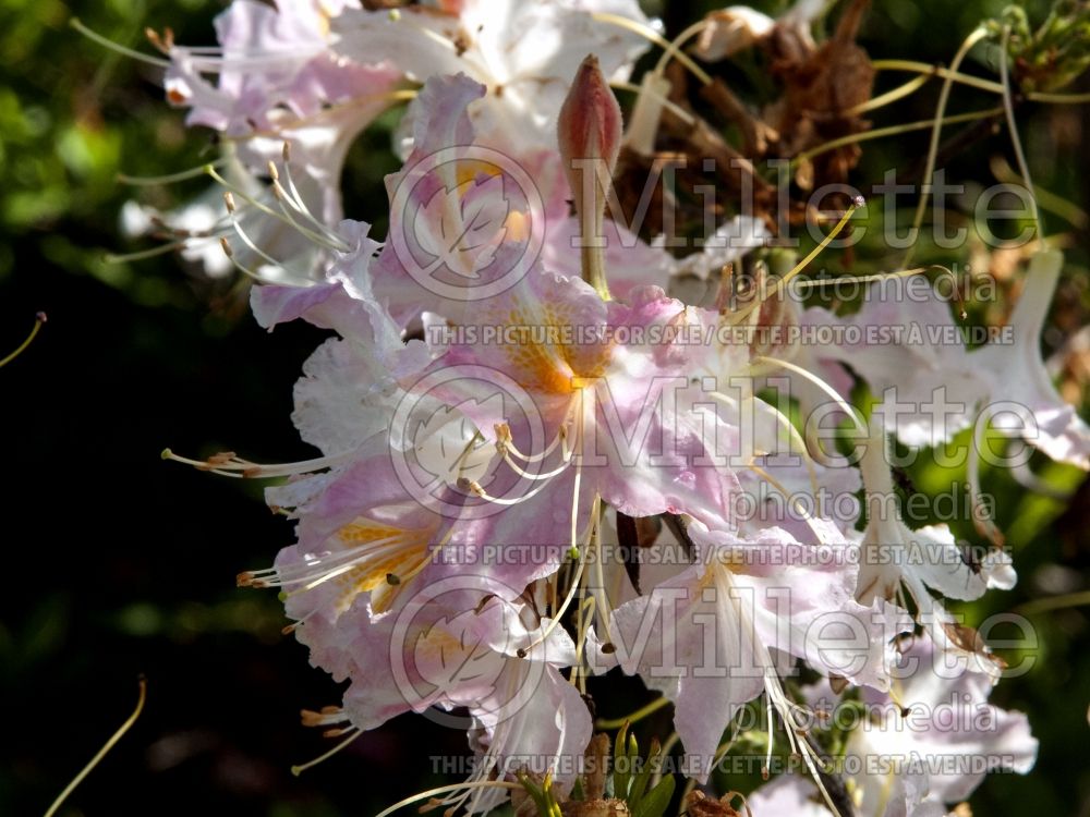 Azalea aka Rhododendron Tri-Lights (Azalea) 6 