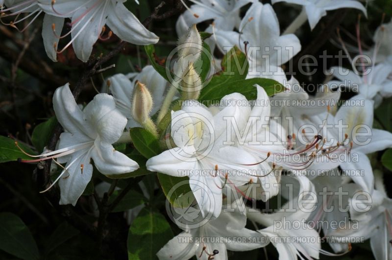 Rhododendron Weston's Innocence (Rhododendron azalea) 1