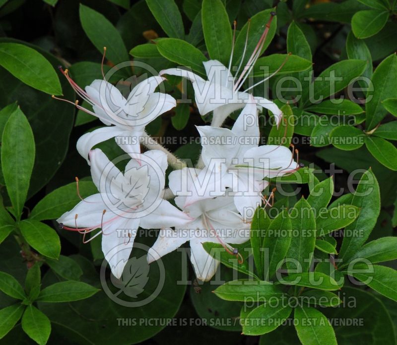 Rhododendron Weston's Innocence (Rhododendron azalea) 2