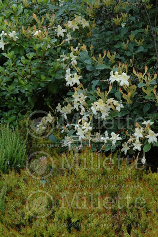 Azalea or Rhododendron Weston's Lemon Drop (Rhododendron Azalea) 1 