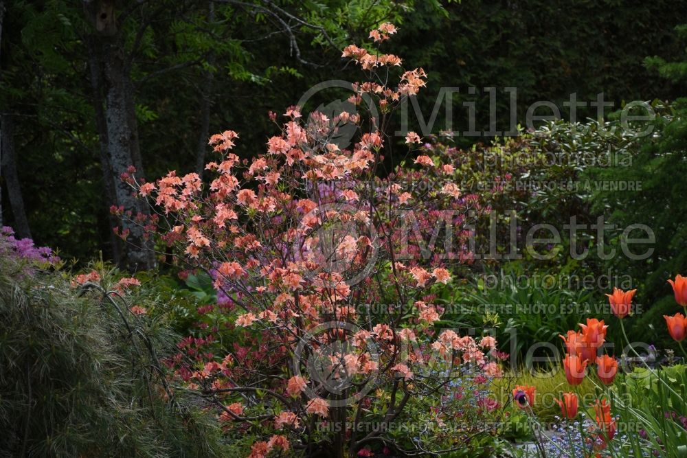 Azalea Spicy Lights (Azalea Rhododendron) 6