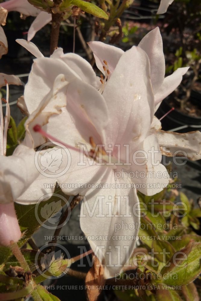 Rhododendron or azalea White Lights (Azalea)  1