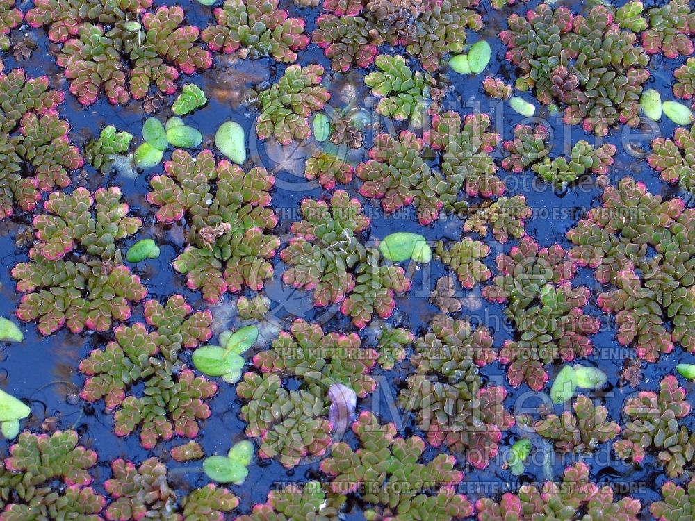 Azolla caroliniana (mosquito fern) 1  