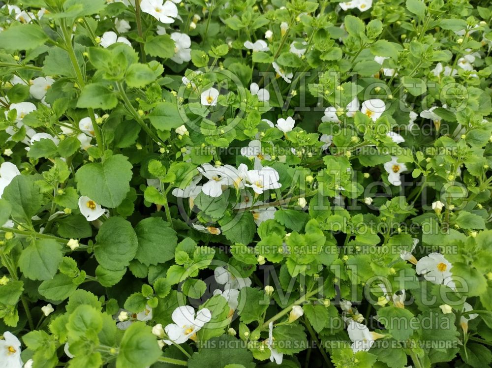 Sutera aka Bacopa Scopia Gulliver White (Bacopa) 2 