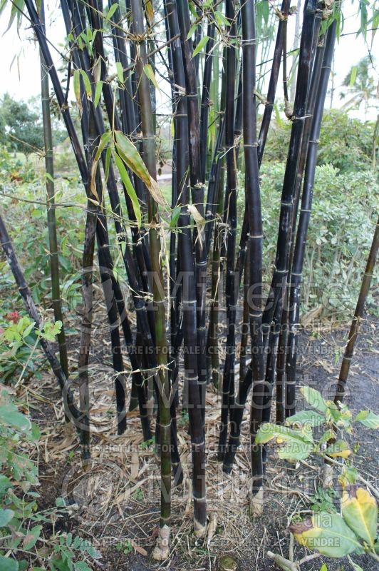 Bambusa lako (Bamboo) 1 