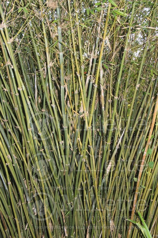 Bambusa textilis albostriata (Bamboo) 1 