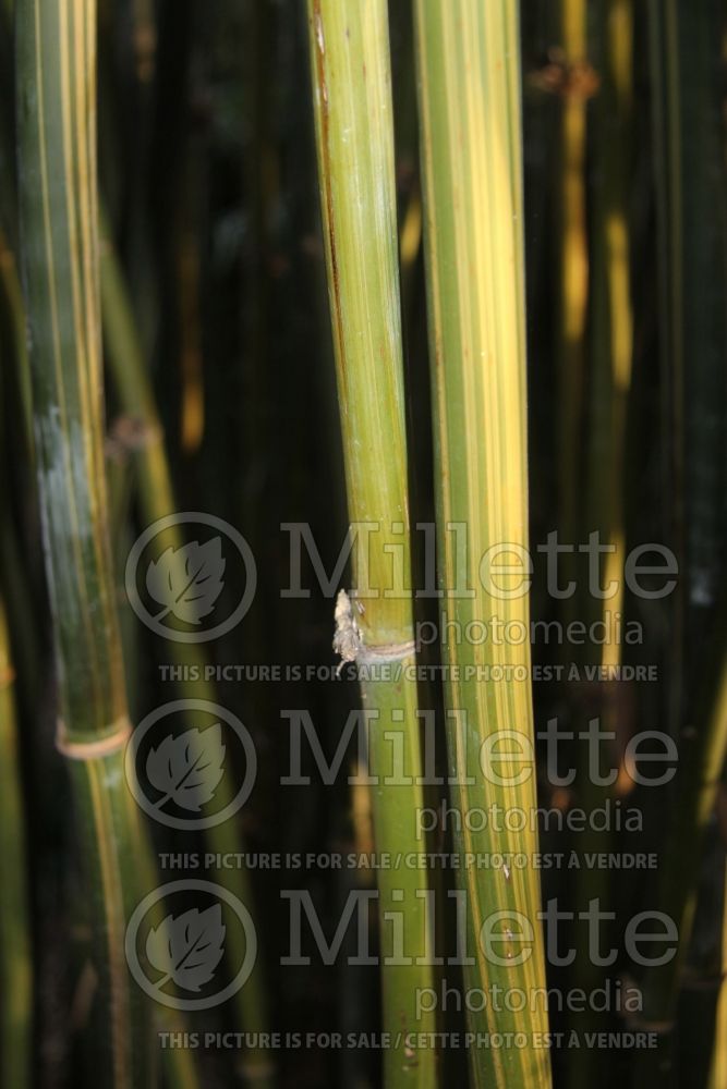 Bambusa textilis albostriata (Bamboo) 2 