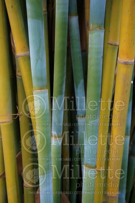 Bambusa Kanapaha (Bamboo) 1 