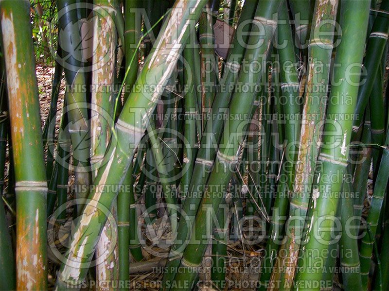 Bambusa ventricosa (Bamboo ornamental grass)  2