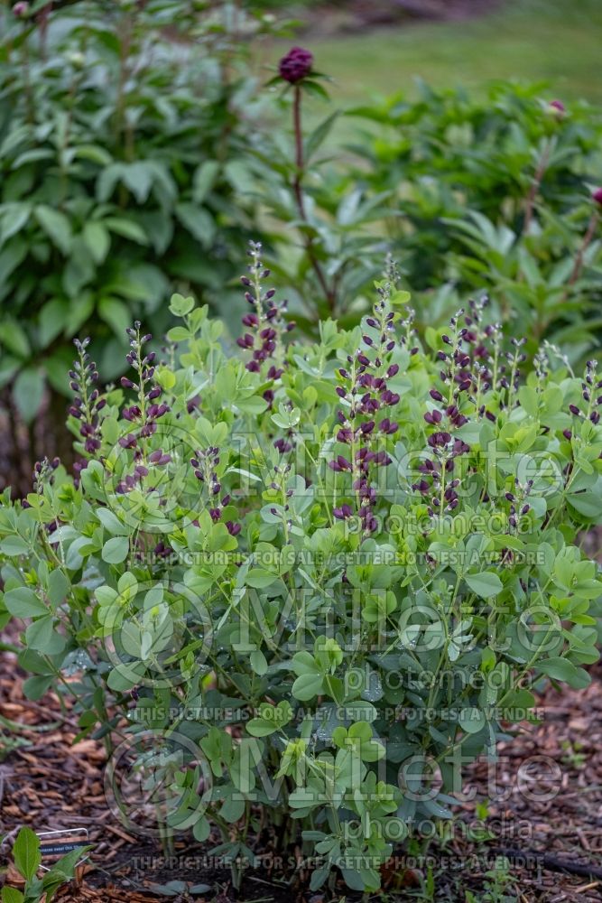 Baptisia Decadence Dutch Chocolate (Wild Indigo or False Indigo) 1