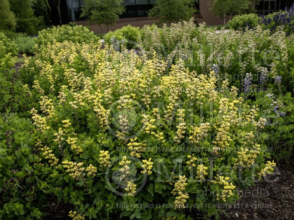 Baptisia Decadence Lemon Meringue (Wild Indigo or False Indigo) 10