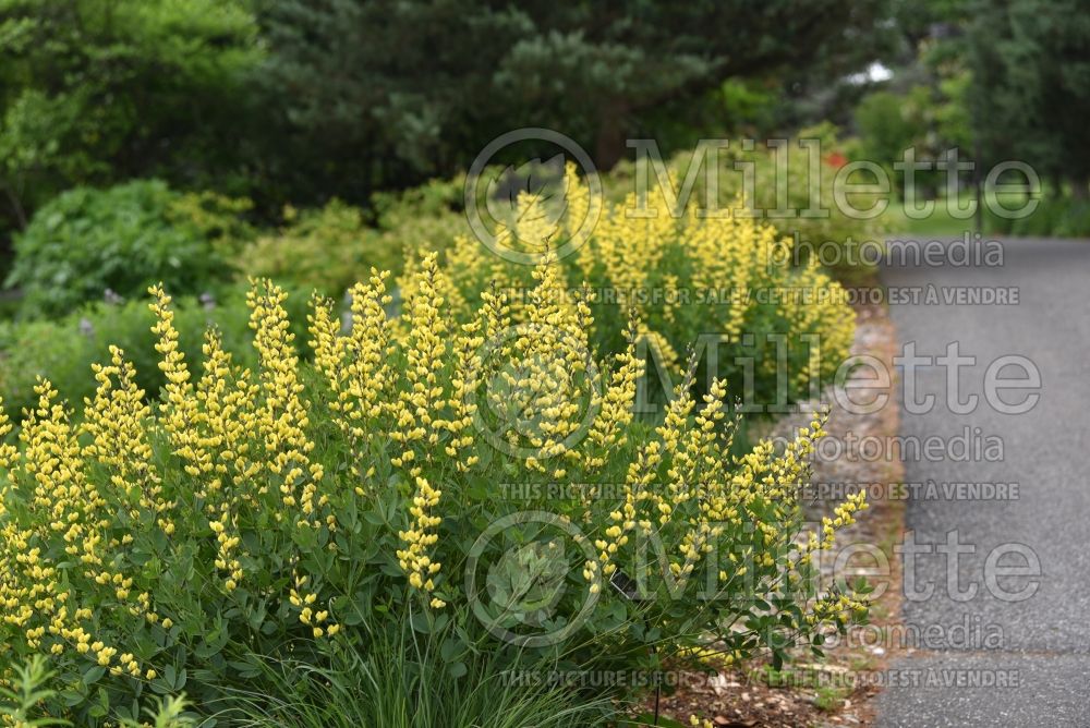 Baptisia Decadence Lemon Meringue (Wild Indigo or False Indigo) 11