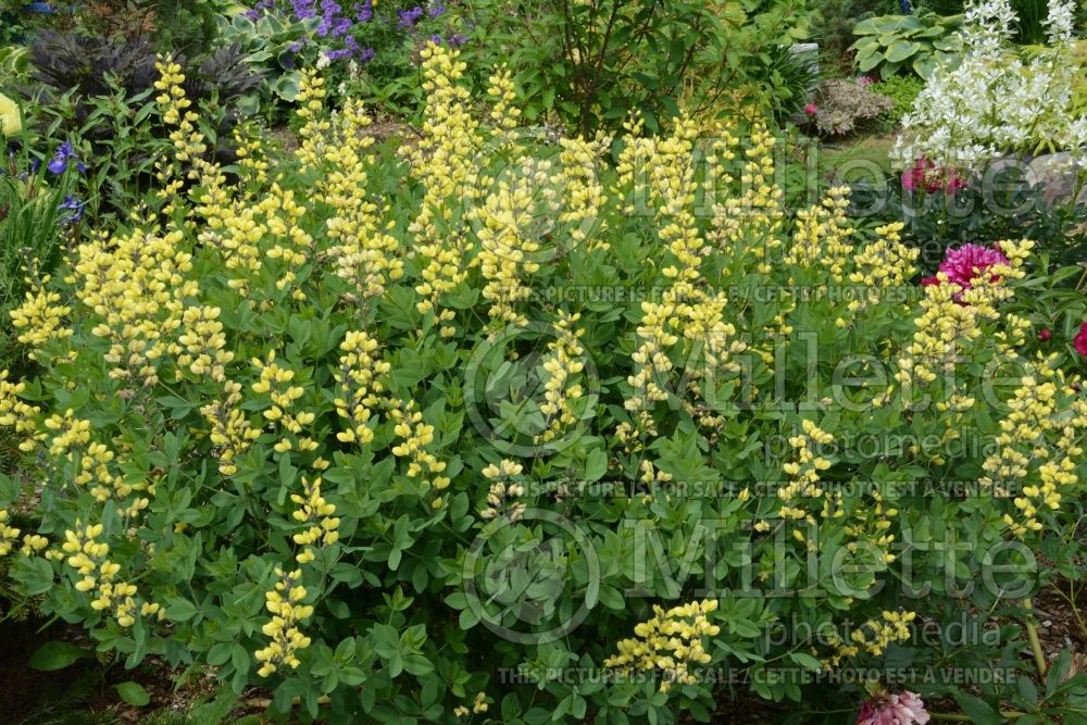 Baptisia Decadence Lemon Meringue (Wild Indigo or False Indigo) 9