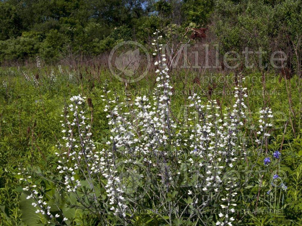 Baptisia alba (Wild Indigo or False Indigo) 3 