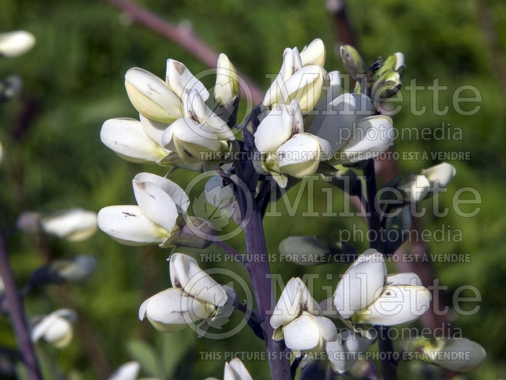 Baptisia alba (Wild Indigo or False Indigo) 4 