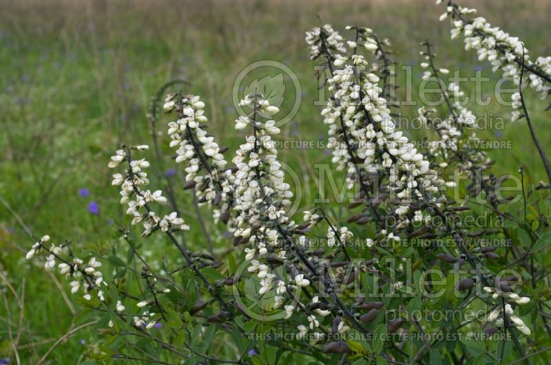 Baptisia alba (Wild Indigo or False Indigo) 7 