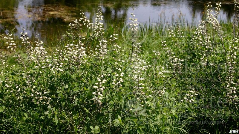 Baptisia alba (Wild Indigo or False Indigo) 6 