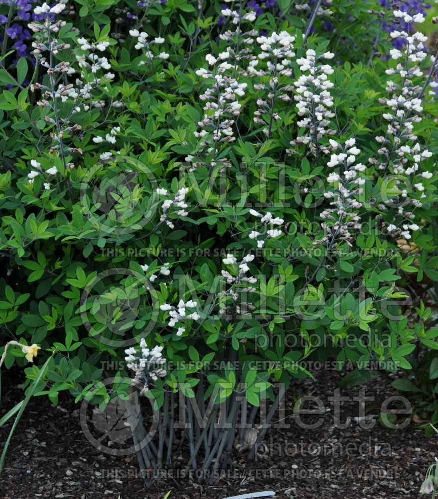 Baptisia alba (Wild Indigo or False Indigo) 1 