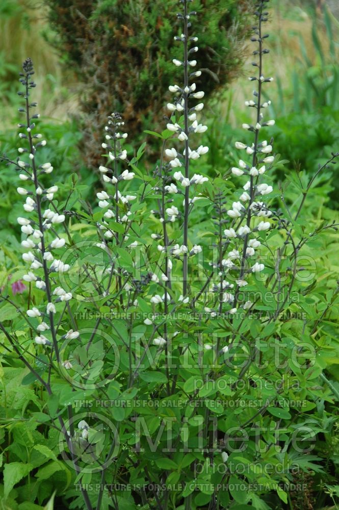 Baptisia alba (Wild Indigo or False Indigo) 2 