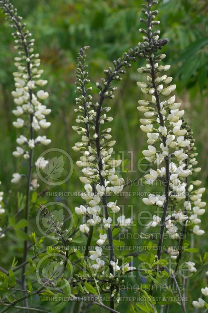 Baptisia alba var. macrophylla (Wild Indigo or False Indigo) 1 