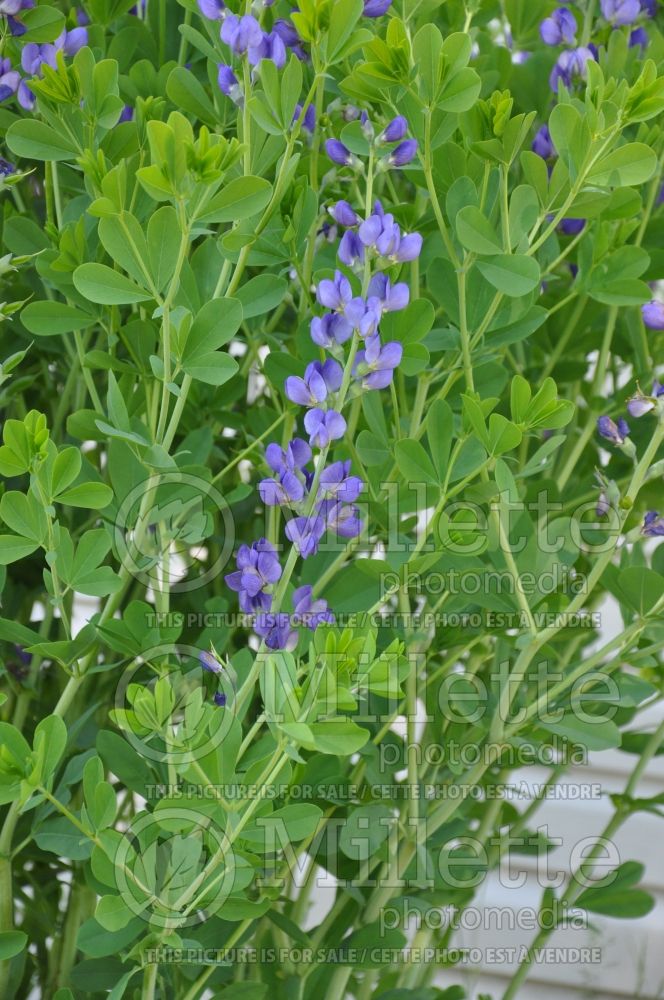 Baptisia australis (Blue Wild Indigo or Blue False Indigo) 2