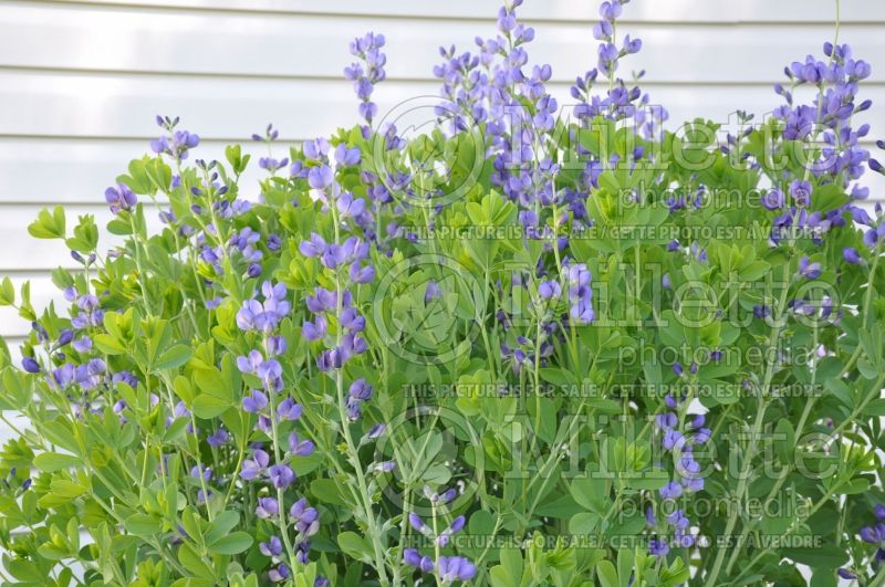 Baptisia australis (Blue Wild Indigo or Blue False Indigo) 3