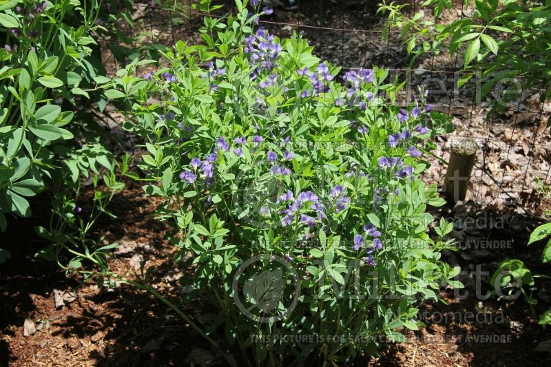 Baptisia australis (Blue Wild Indigo or Blue False Indigo) 5