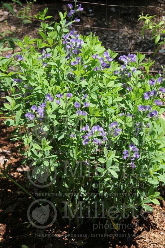 Baptisia australis (Blue Wild Indigo or Blue False Indigo) 6