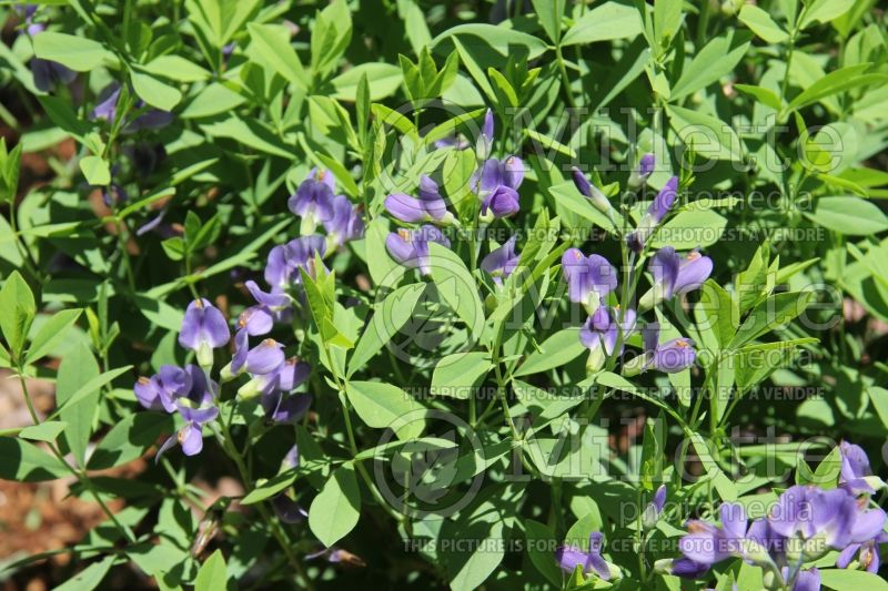 Baptisia australis (Blue Wild Indigo or Blue False Indigo) 7