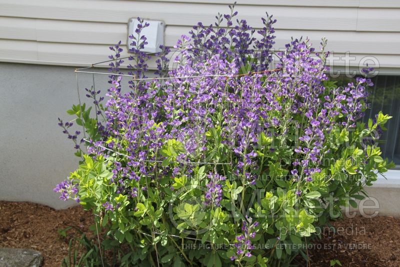 Baptisia australis (Blue Wild Indigo or Blue False Indigo) 8