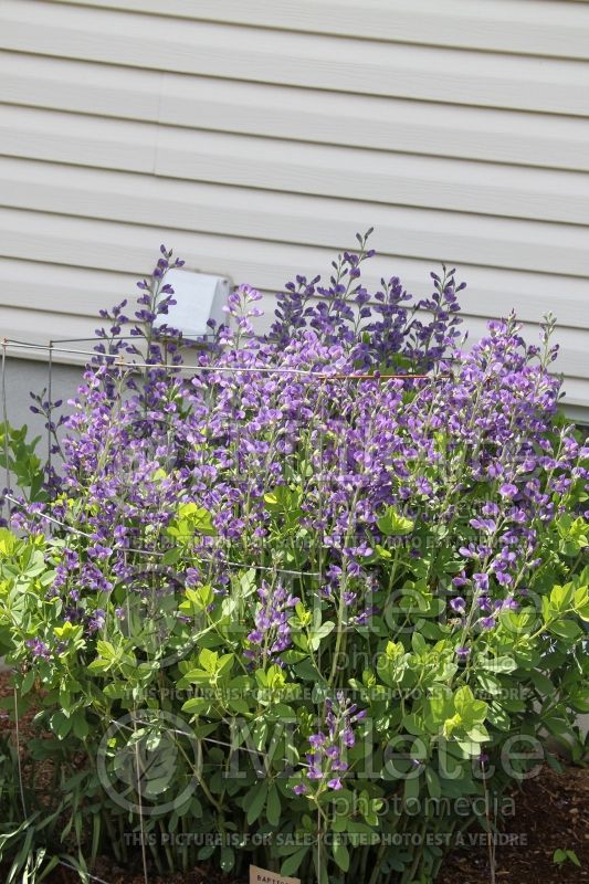 Baptisia australis (Blue Wild Indigo or Blue False Indigo) 9