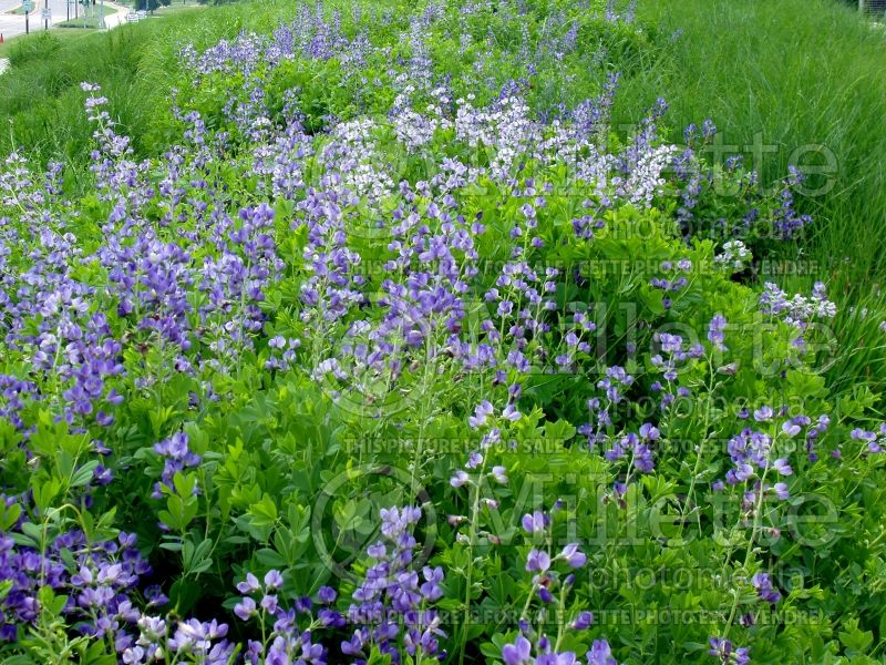 Baptisia australis (Blue Wild Indigo or Blue False Indigo) 16