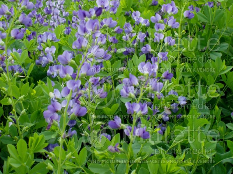 Baptisia australis (Blue Wild Indigo or Blue False Indigo) 10