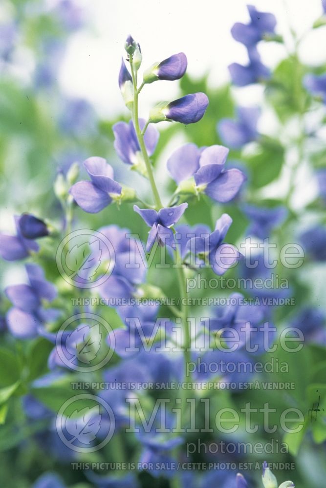 Baptisia australis (Blue Wild Indigo or Blue False Indigo) 1