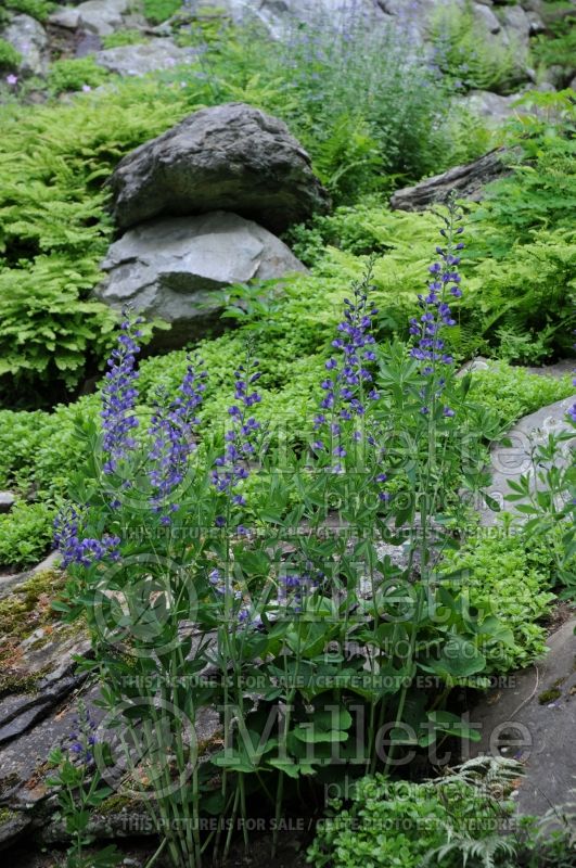 Baptisia australis (Blue Wild Indigo or Blue False Indigo) 13