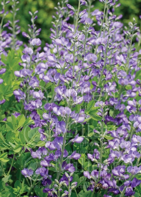 Baptisia australis (Blue Wild Indigo or Blue False Indigo) 14