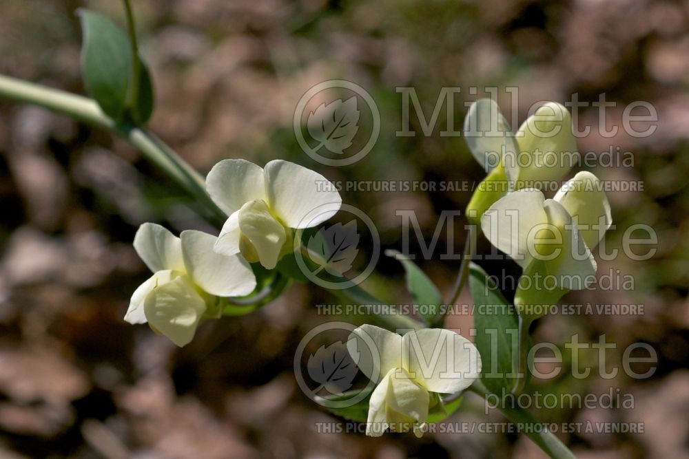 Baptisia bracteata var. leucophaea (Wild Indigo or False Indigo) 1 