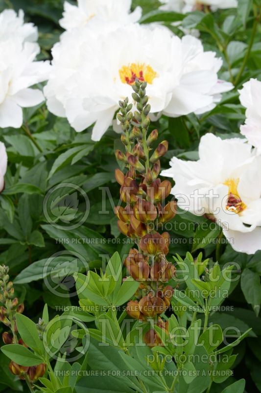 Baptisia Brownie Points (Wild Indigo or False Indigo) 1